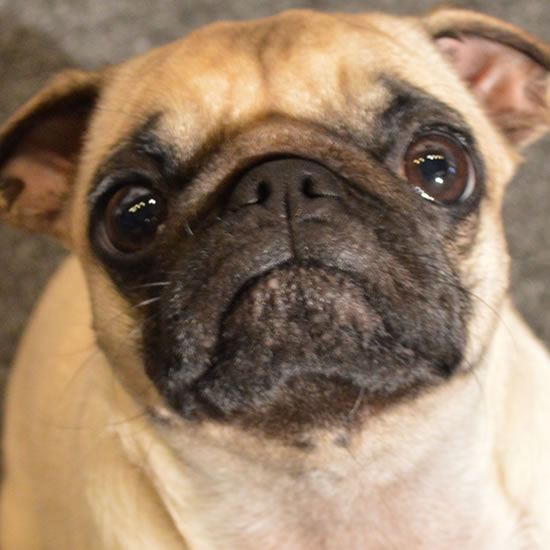 Meet the Best DJs In Pittsburgh, and Morgan the Pug.